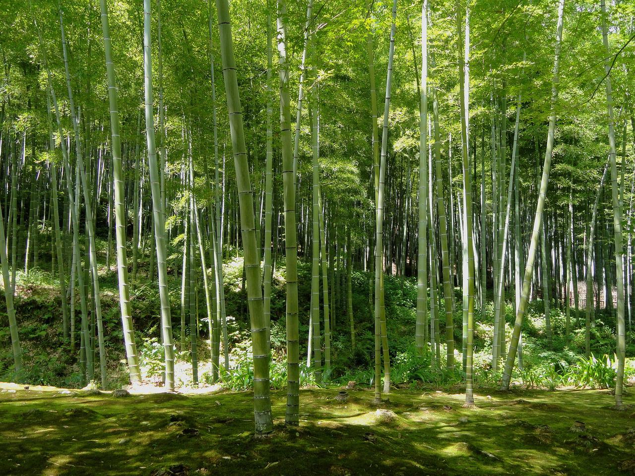 京都竹林の小径