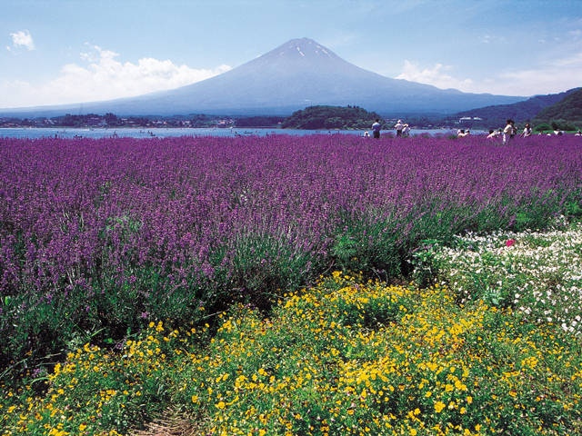 富士山大石公園11